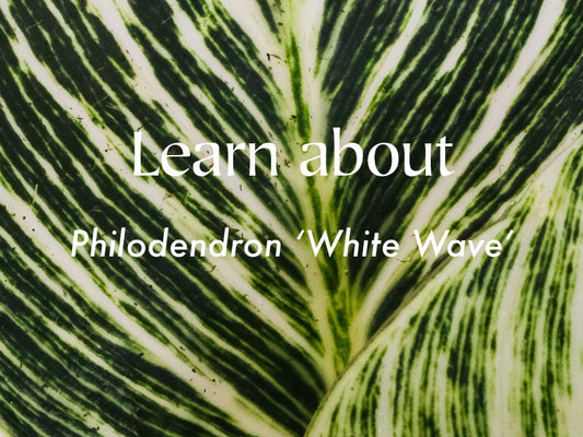Learn about care for Philodrendron White Wave