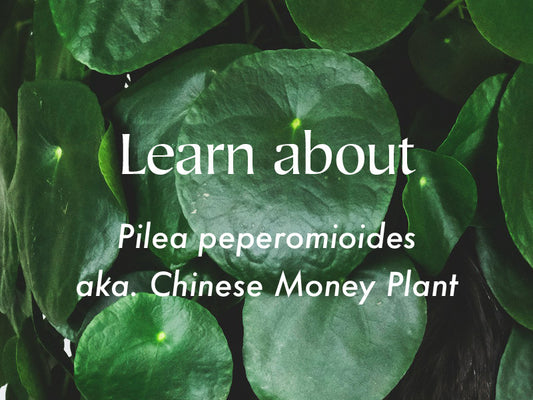 Chinese Money Plant | Pilea peperomioides