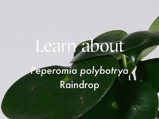 Peperomia polybotrya | Raindrop