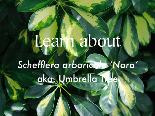 Schefflera arboricola 'Nora' | Umbrella Tree