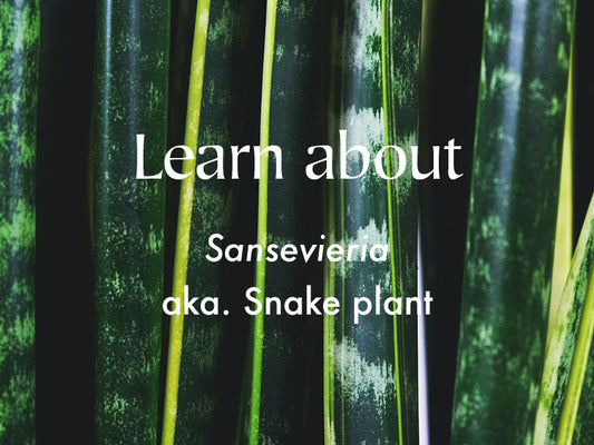 Sansevieria | Snake Plant