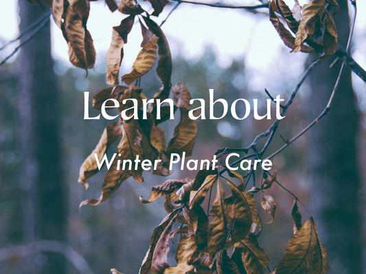 Winter Houseplant Care