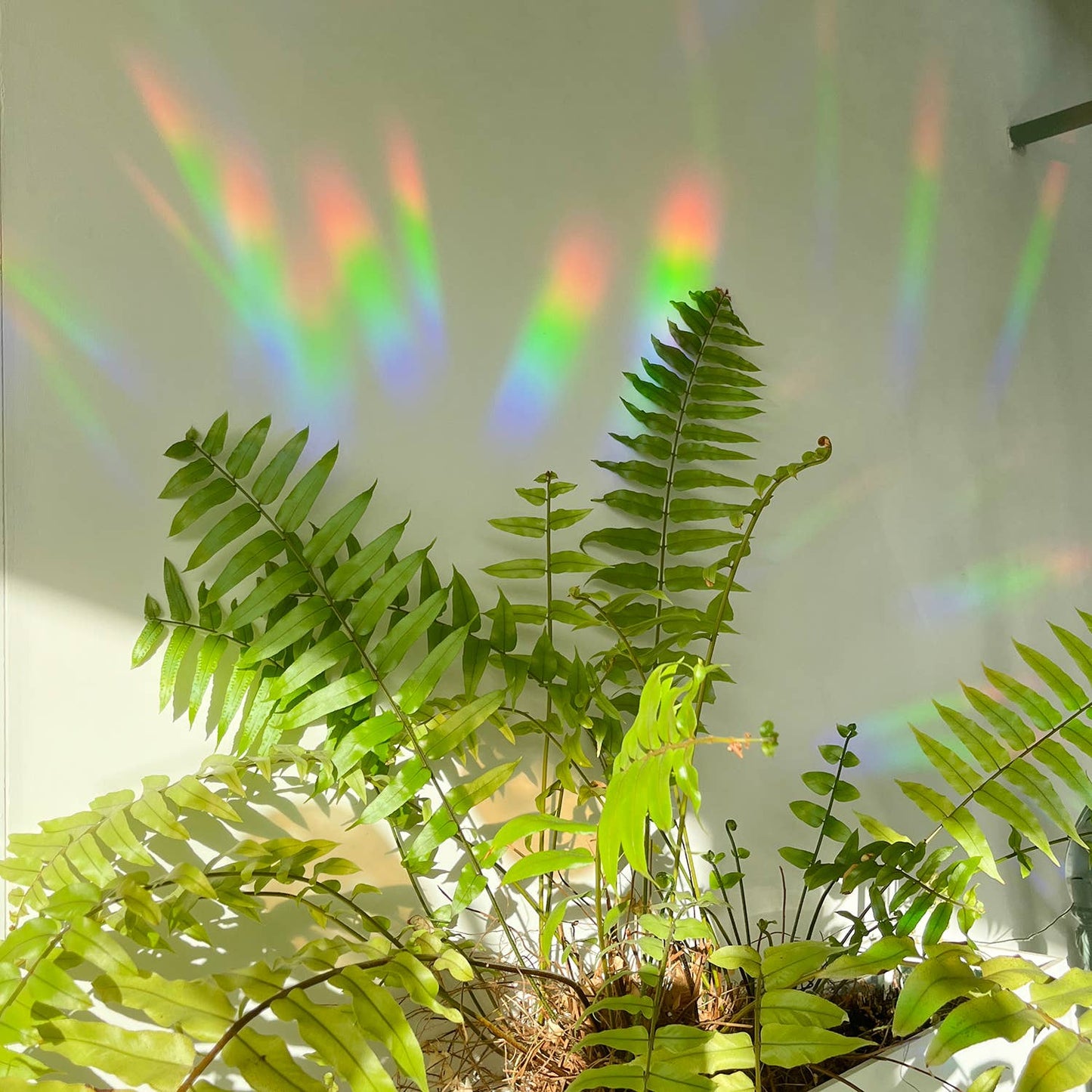 Rainbow maker sticker | You are the sunshine