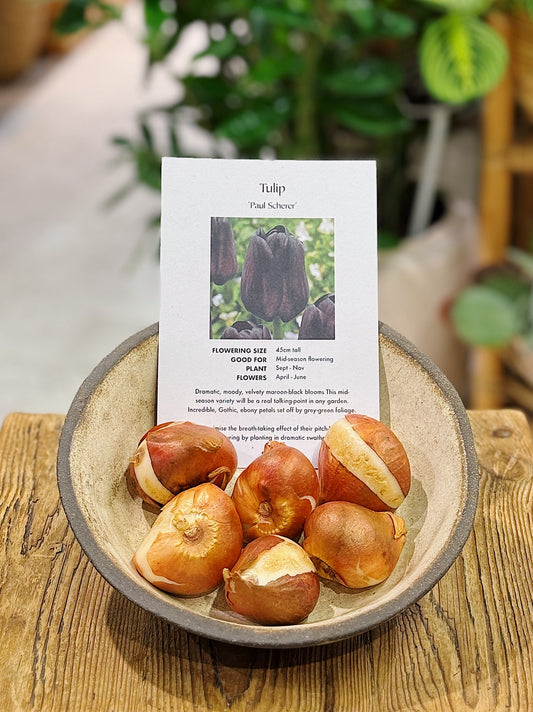 Tulip Bulbs | ‘Paul Scherer’