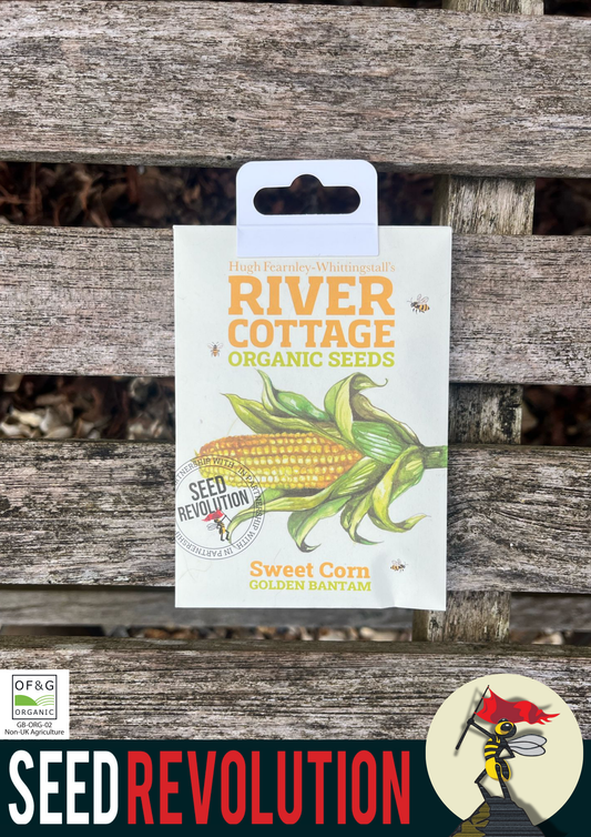 Organic Sweet Corn Golden Bantam - River Cottage