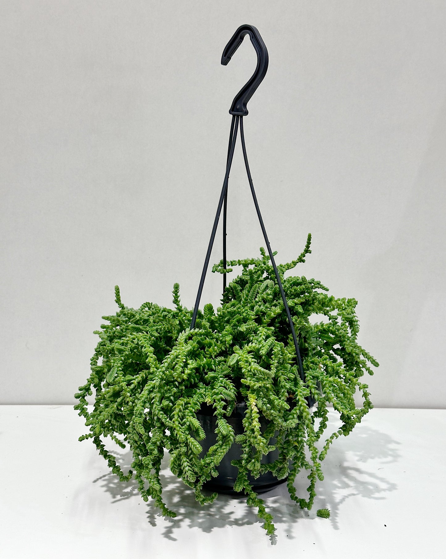 Watch Chain Plant (Crassula muscosa (syn. C. lycopodioides))