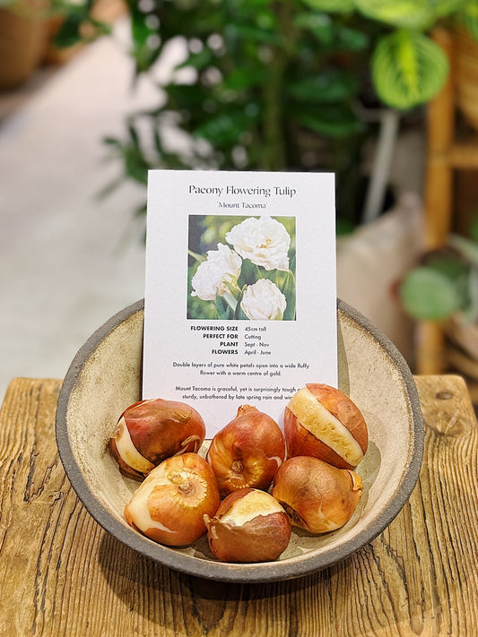Tulip Bulbs | Paeony Flowering Tulip 'Mount Tacoma'
