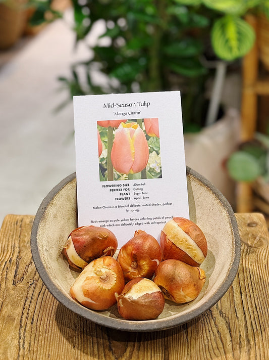 Tulip Bulbs | Mid Season Mango Charm