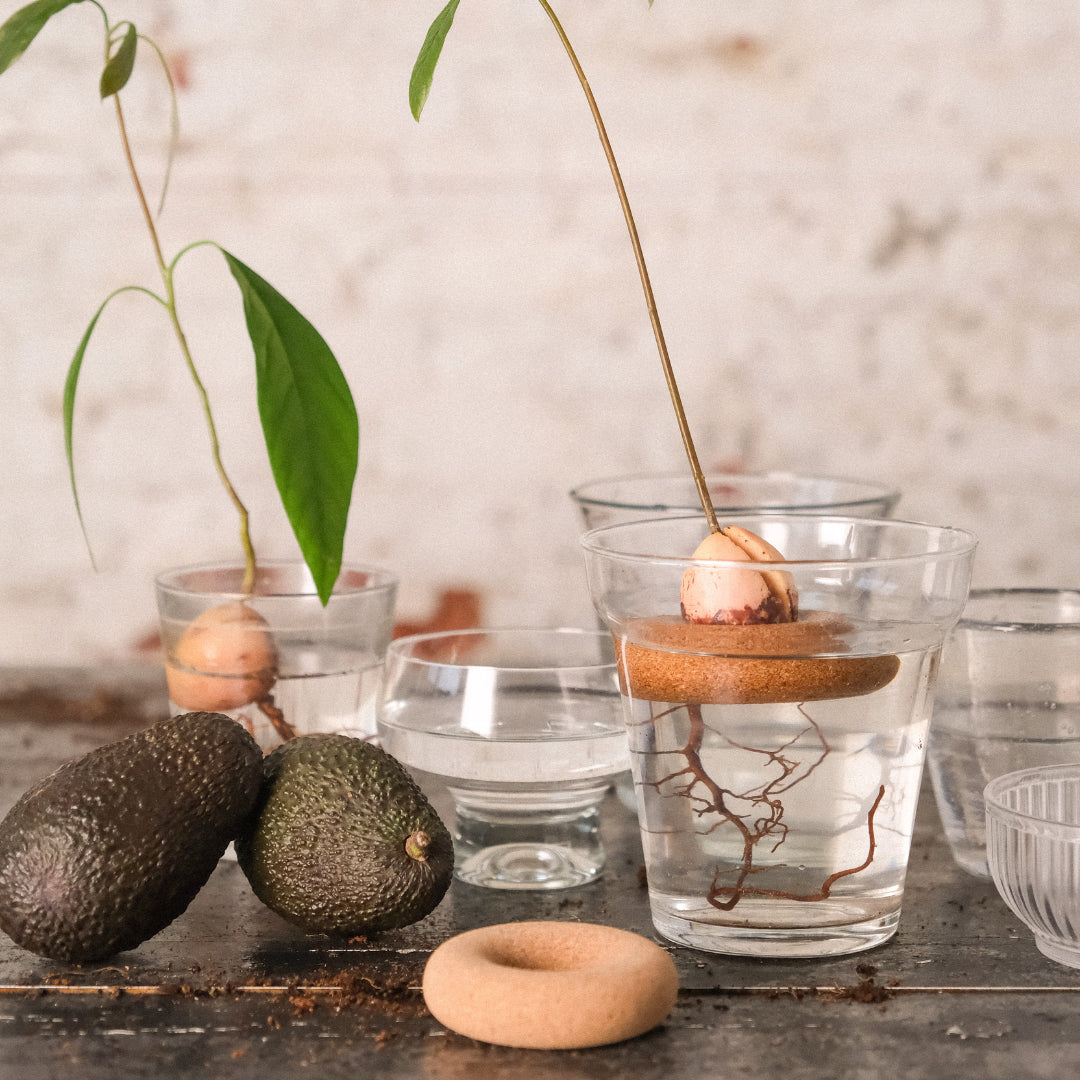 Avocado Float x Justine Jossart