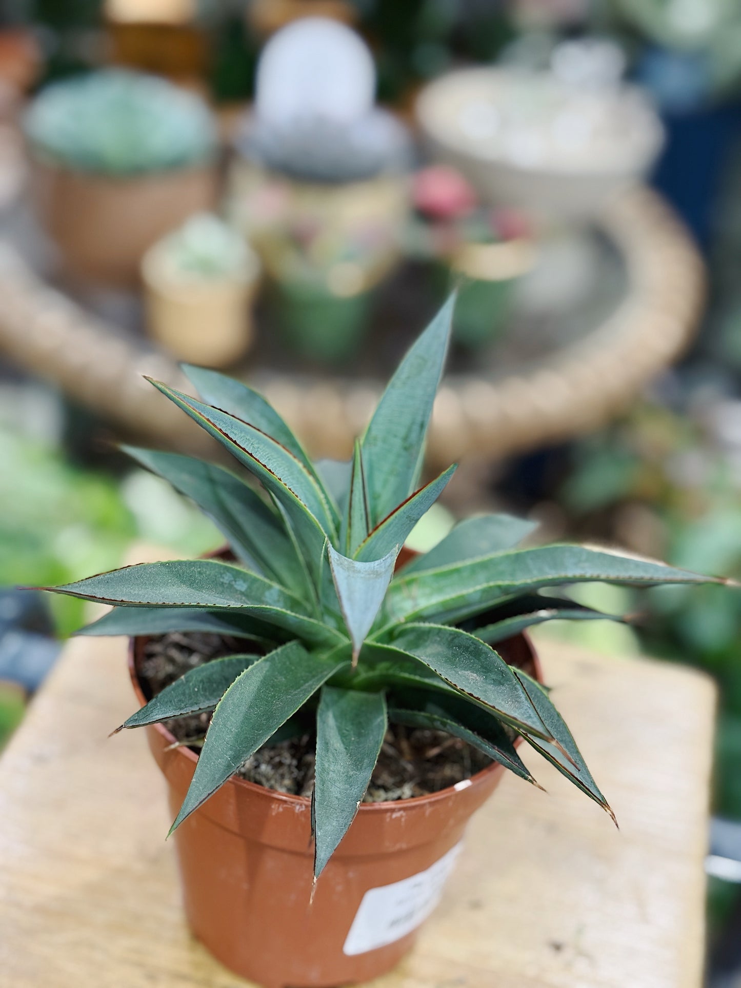 Agave 'Shaka Zulu'
