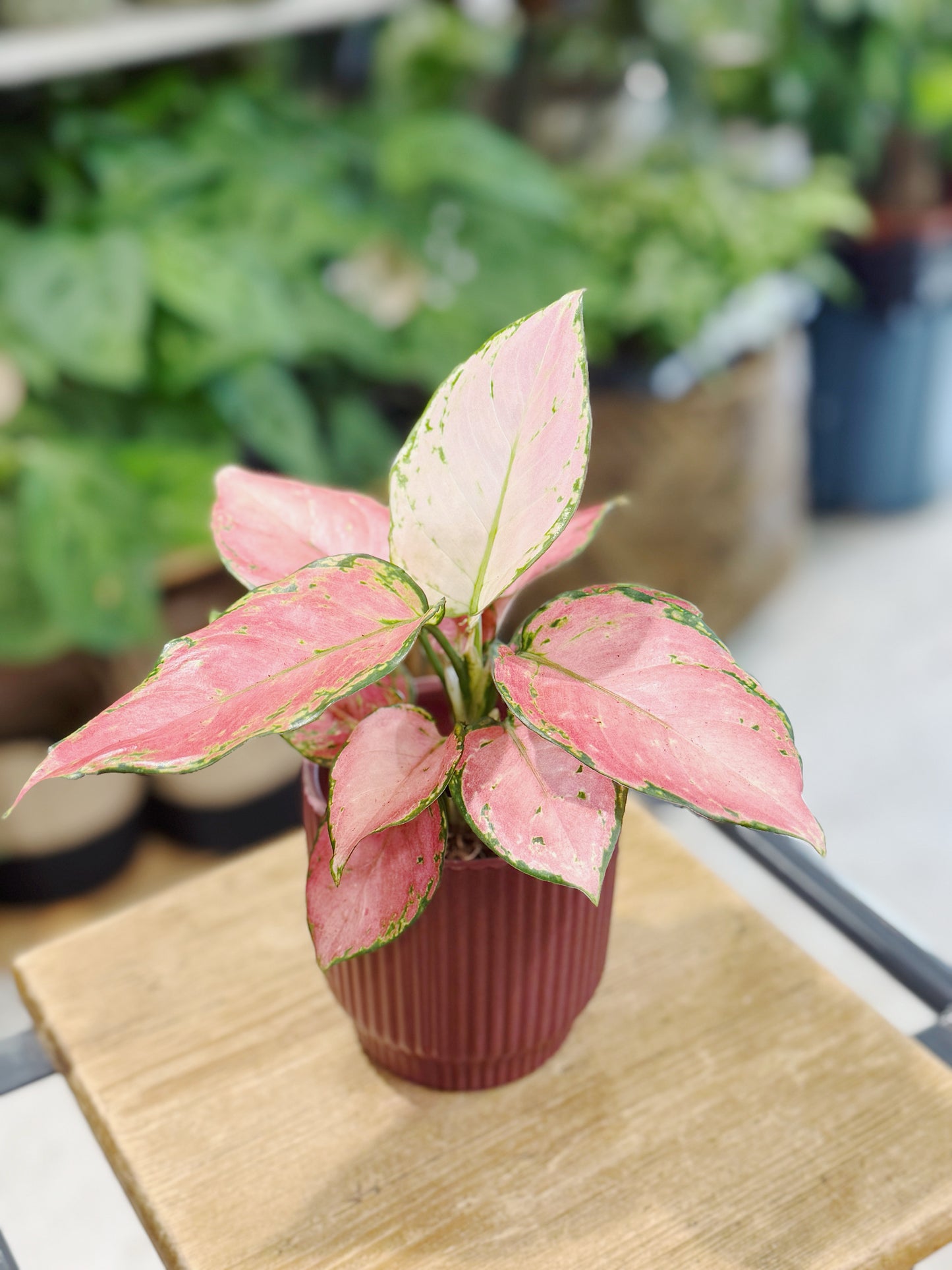 Aglaonema 'Pinky Promise' in Ceramic Pot