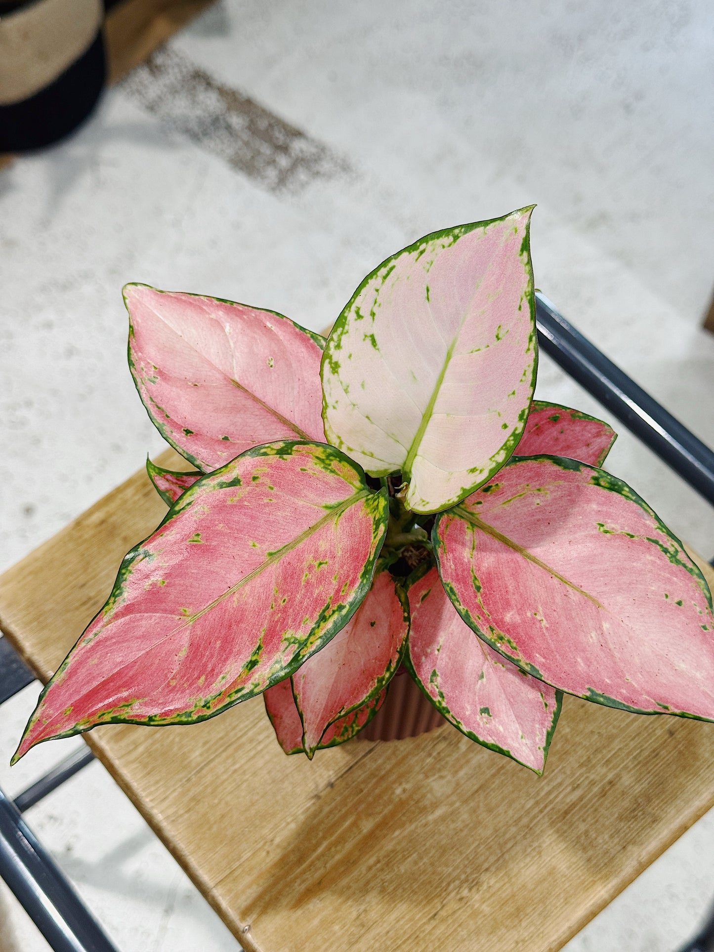 Aglaonema 'Pinky Promise' in Ceramic Pot
