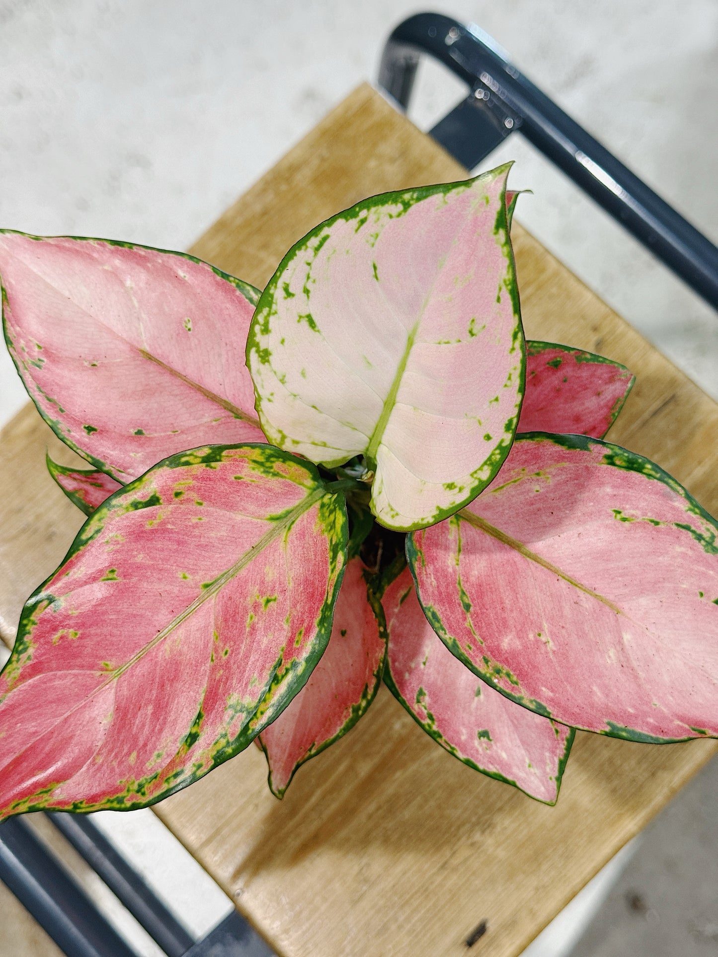 Aglaonema 'Pinky Promise' in Ceramic Pot