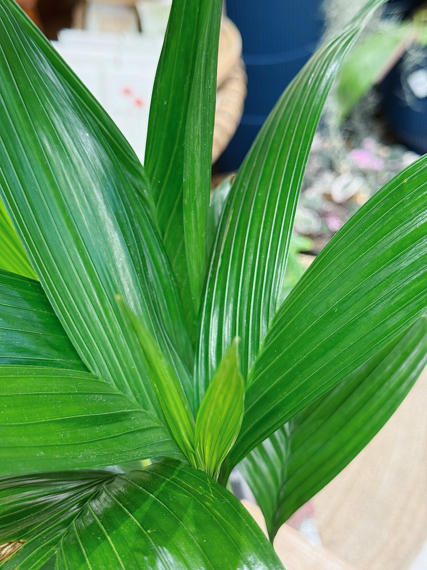 Betel nut palm | Areca catechu