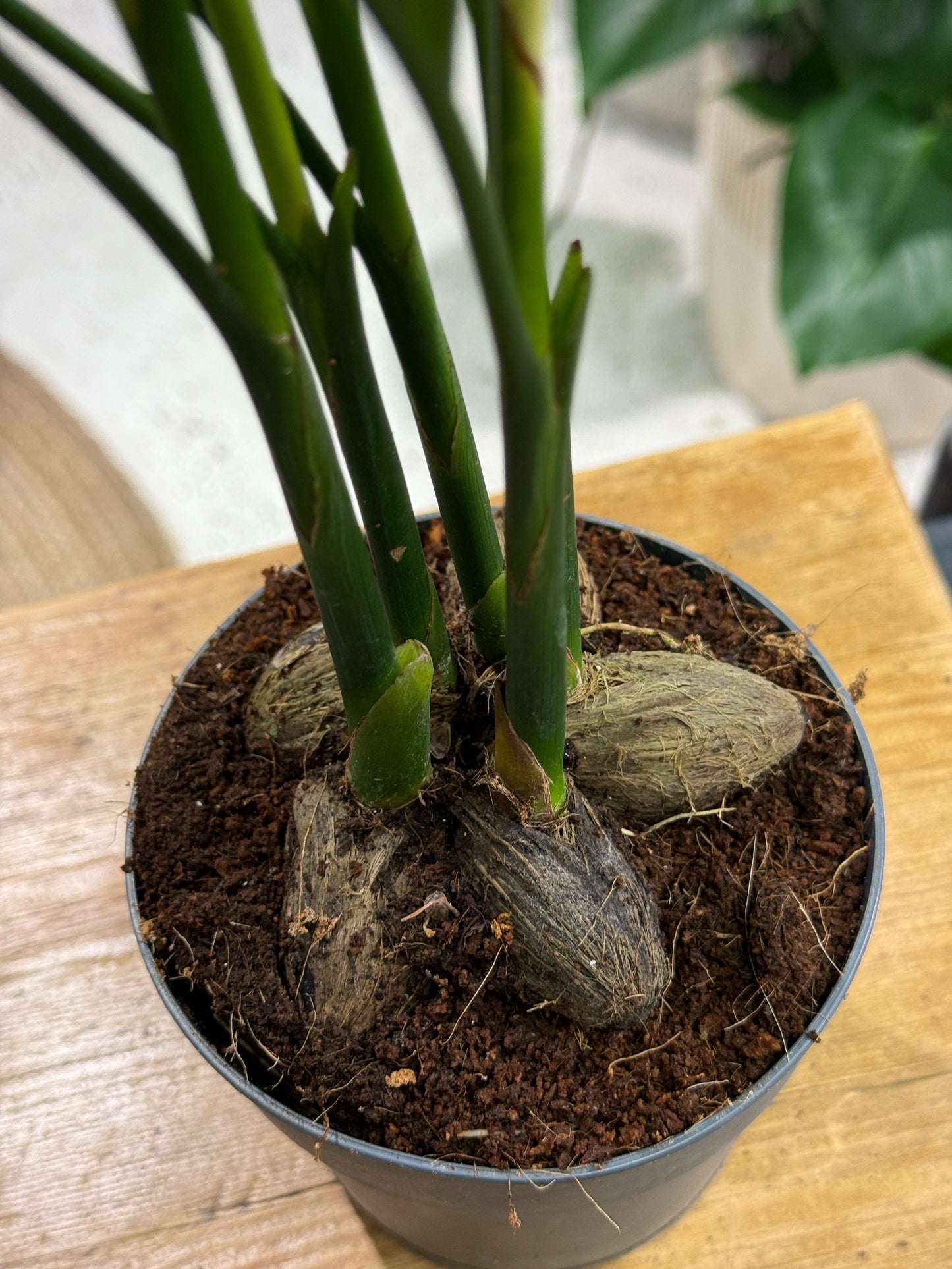Betel nut palm | Areca catechu
