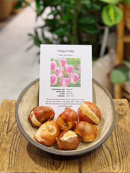 Tulip Bulbs | Fringed 'Huis Ten Bosch'