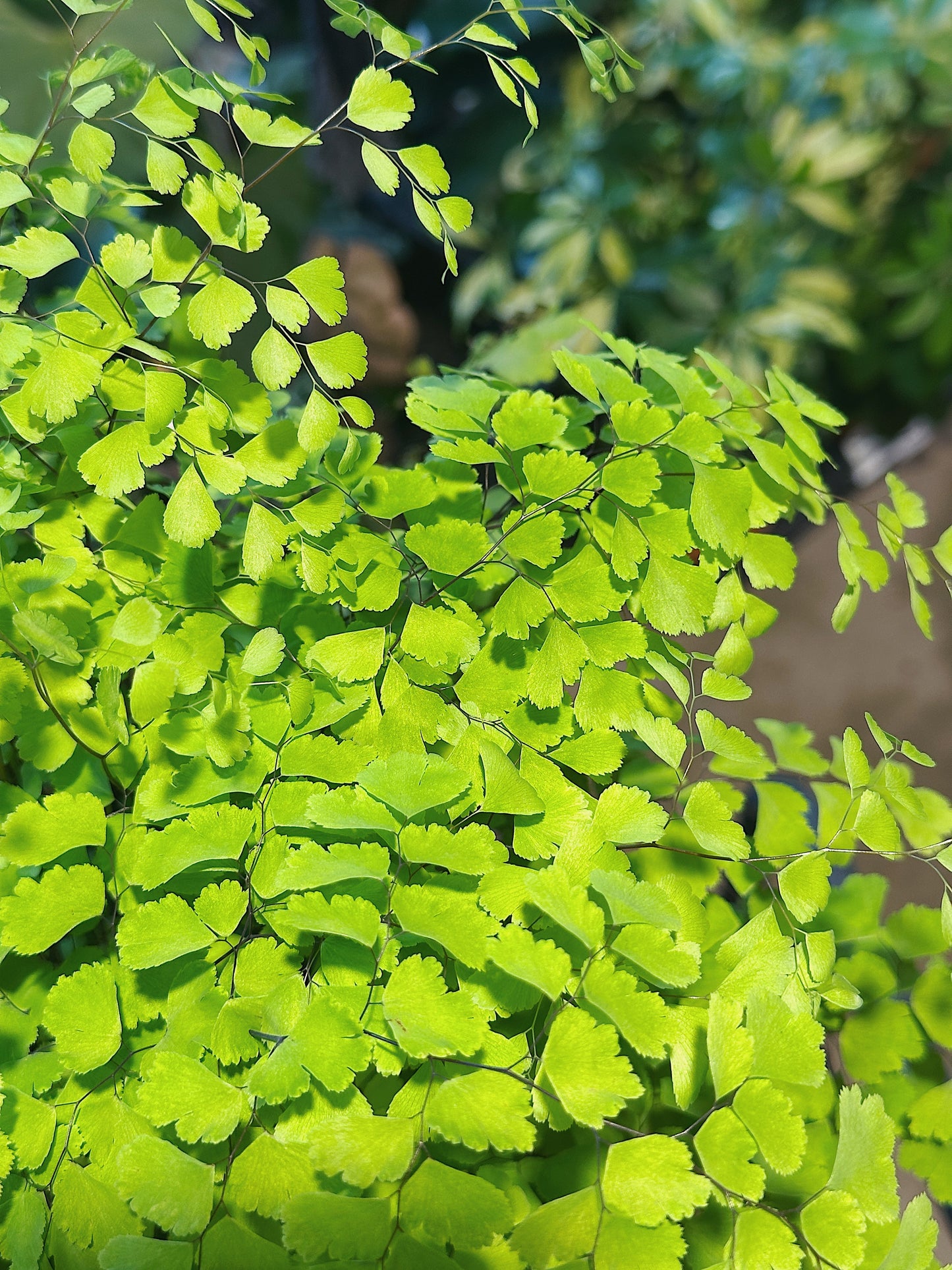 Adiantum Raddianum 'Fragrans' | Maidenhair Fern