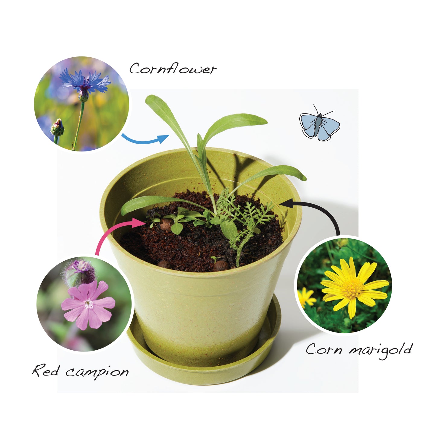 The Every Space Garden Mini-Meadow with 3 biodegradable, compostable bamboo pots and saucers, peat-free coir discs, and 12 wildflower seed balls containing approximately 30 wildlife-friendly wildflower seeds, by Seedball