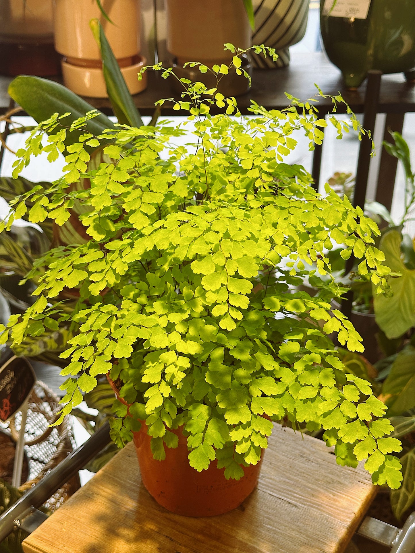 Adiantum Raddianum 'Fragrans' | Maidenhair Fern