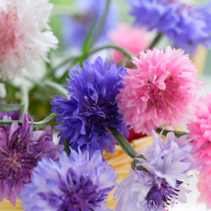 The Every Space Baking with Flowers seed collection with pansies, sweet William and Cornflower by Piccolo