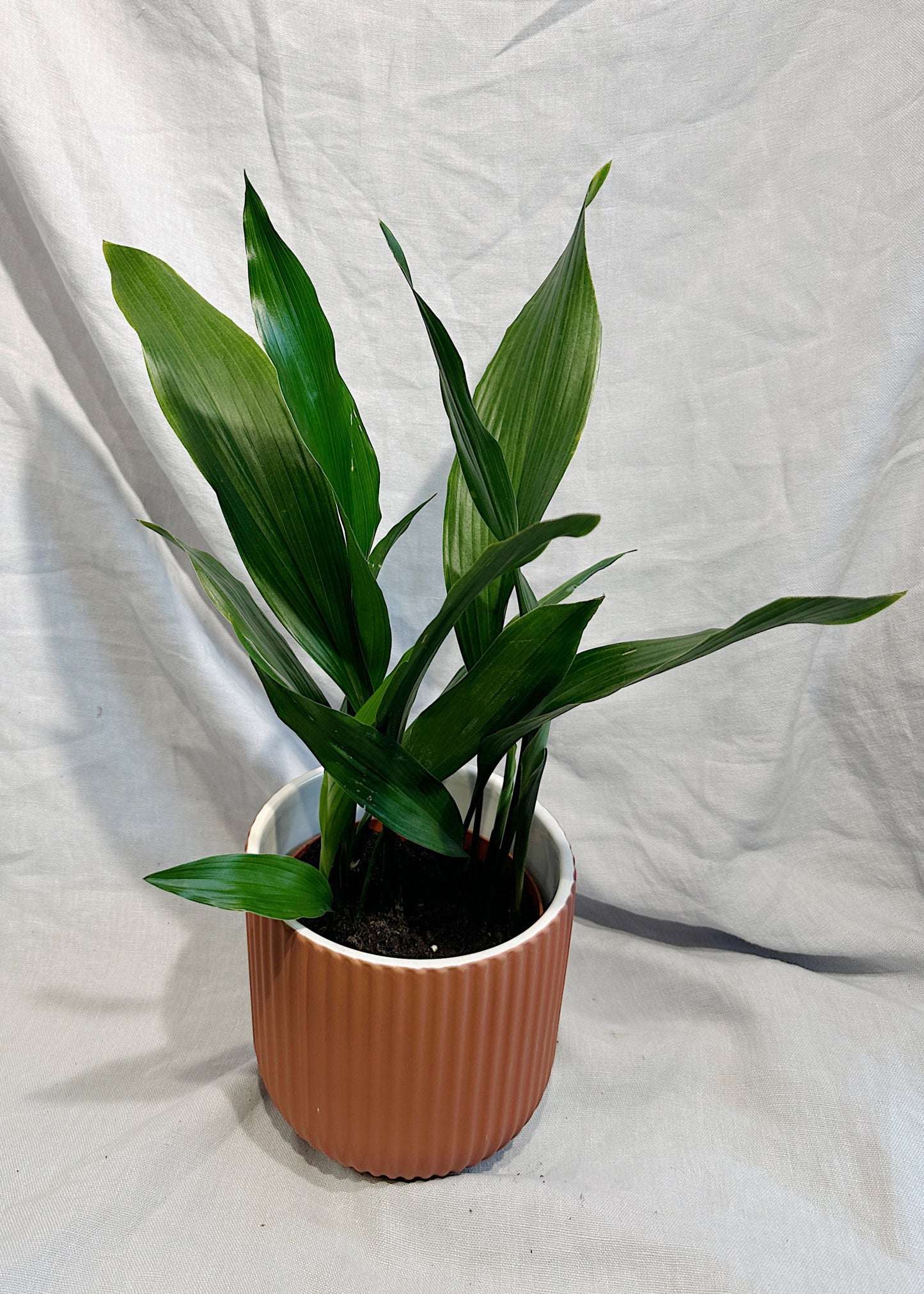 Cast Iron Plant | Aspidistra elatior