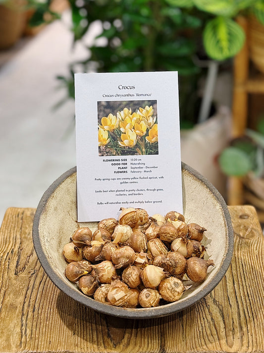 Crocus Corms | Spring Flowering Crocus Chrys. Romance