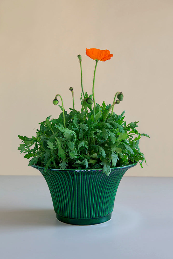 Daisy Pot in Glazed Green