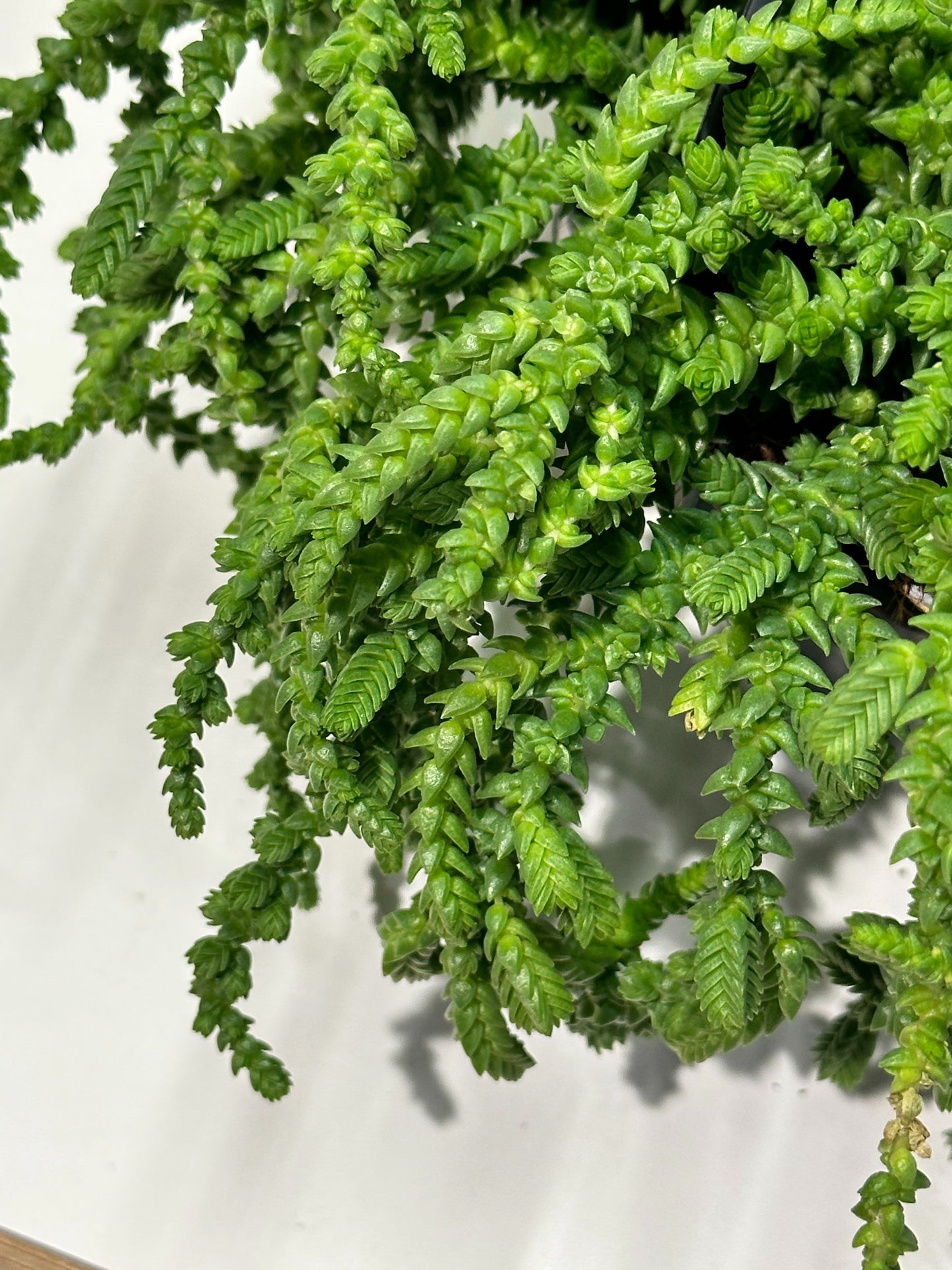 Watch Chain Plant (Crassula muscosa (syn. C. lycopodioides))