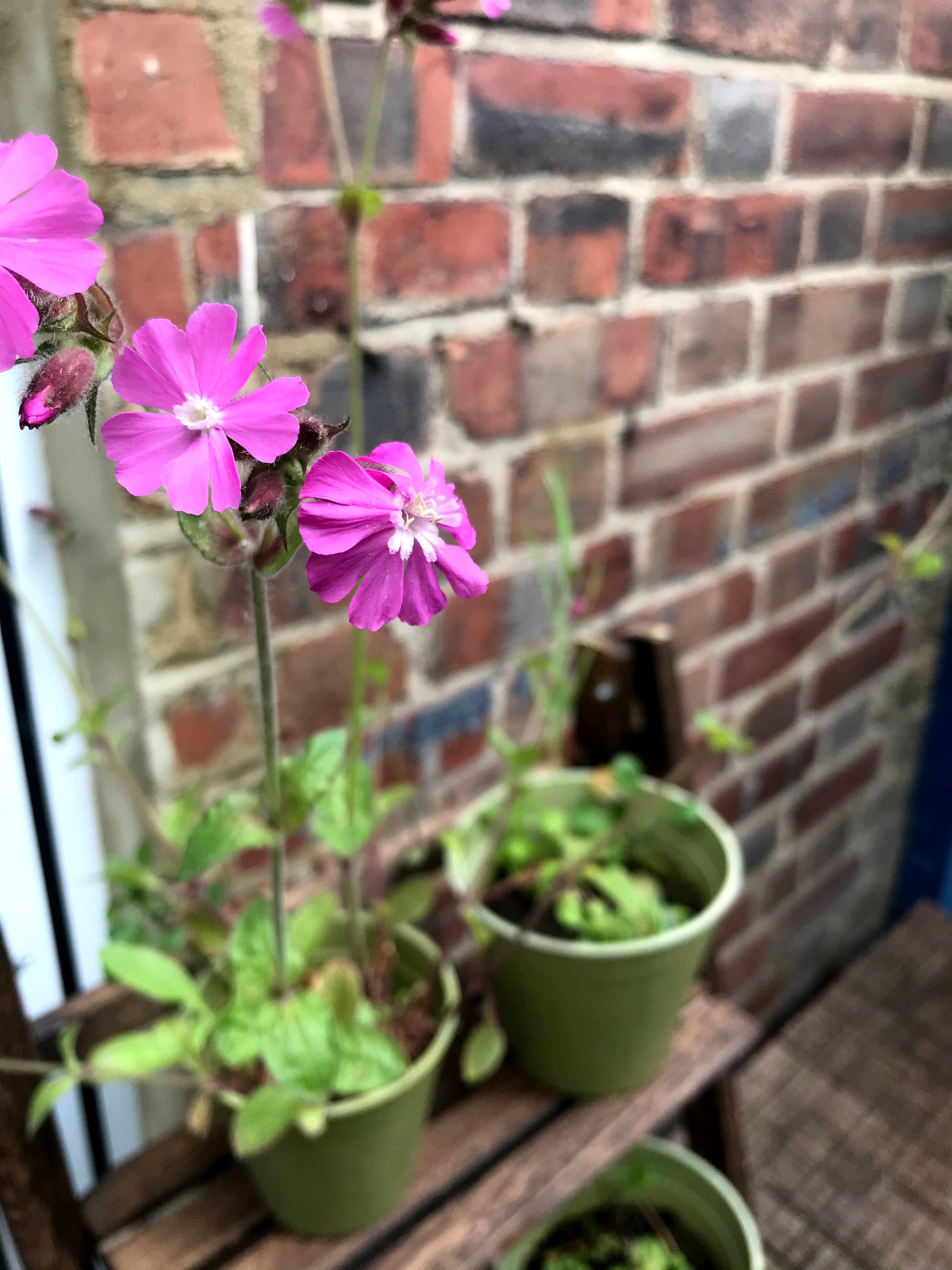 The Every Space Garden Mini-Meadow with 3 biodegradable, compostable bamboo pots and saucers, peat-free coir discs, and 12 wildflower seed balls containing approximately 30 wildlife-friendly wildflower seeds, by Seedball