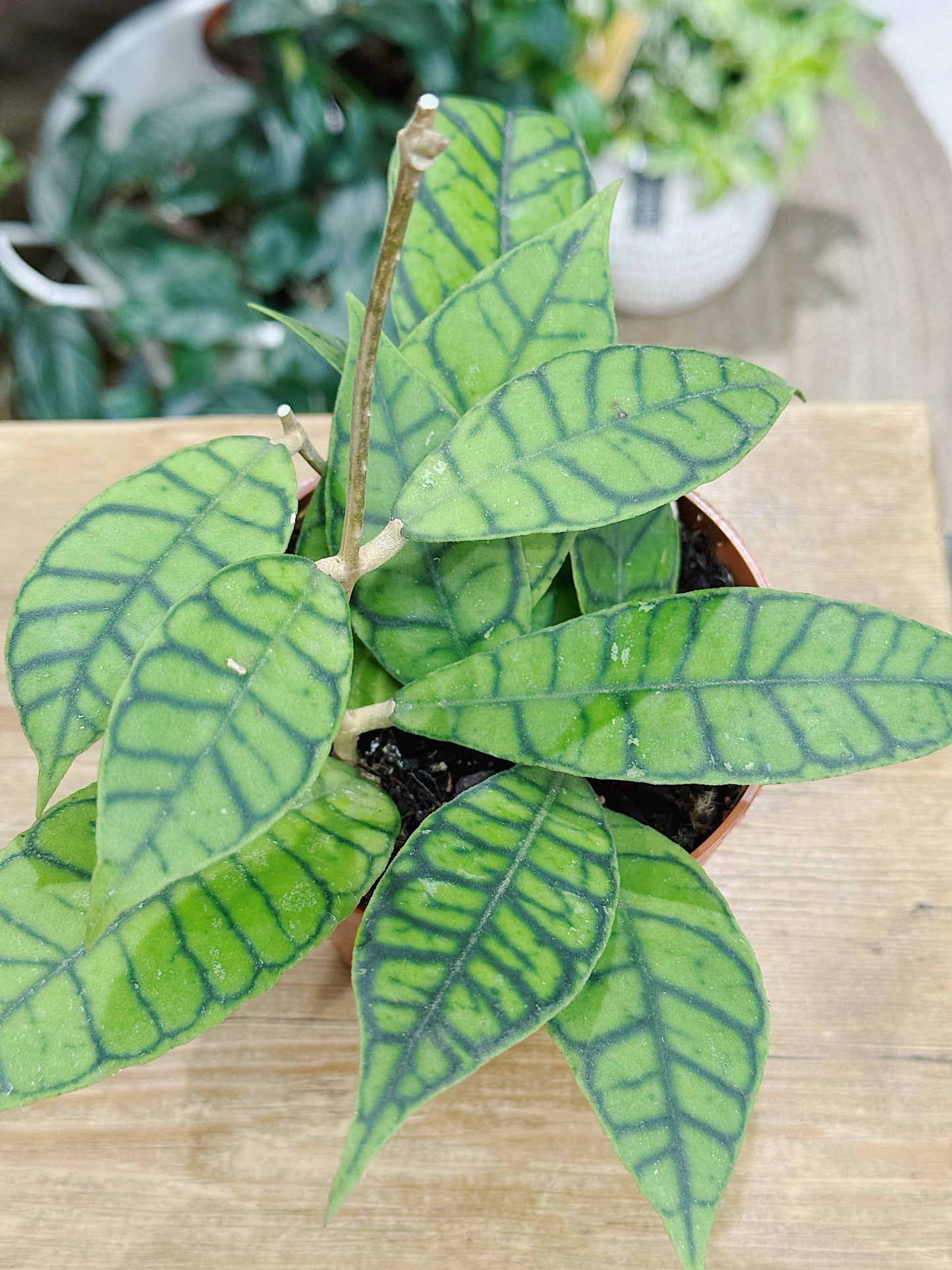 Hoya callistophylla