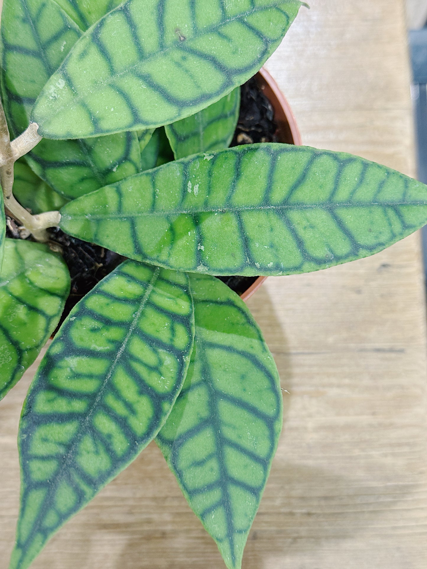 Hoya callistophylla