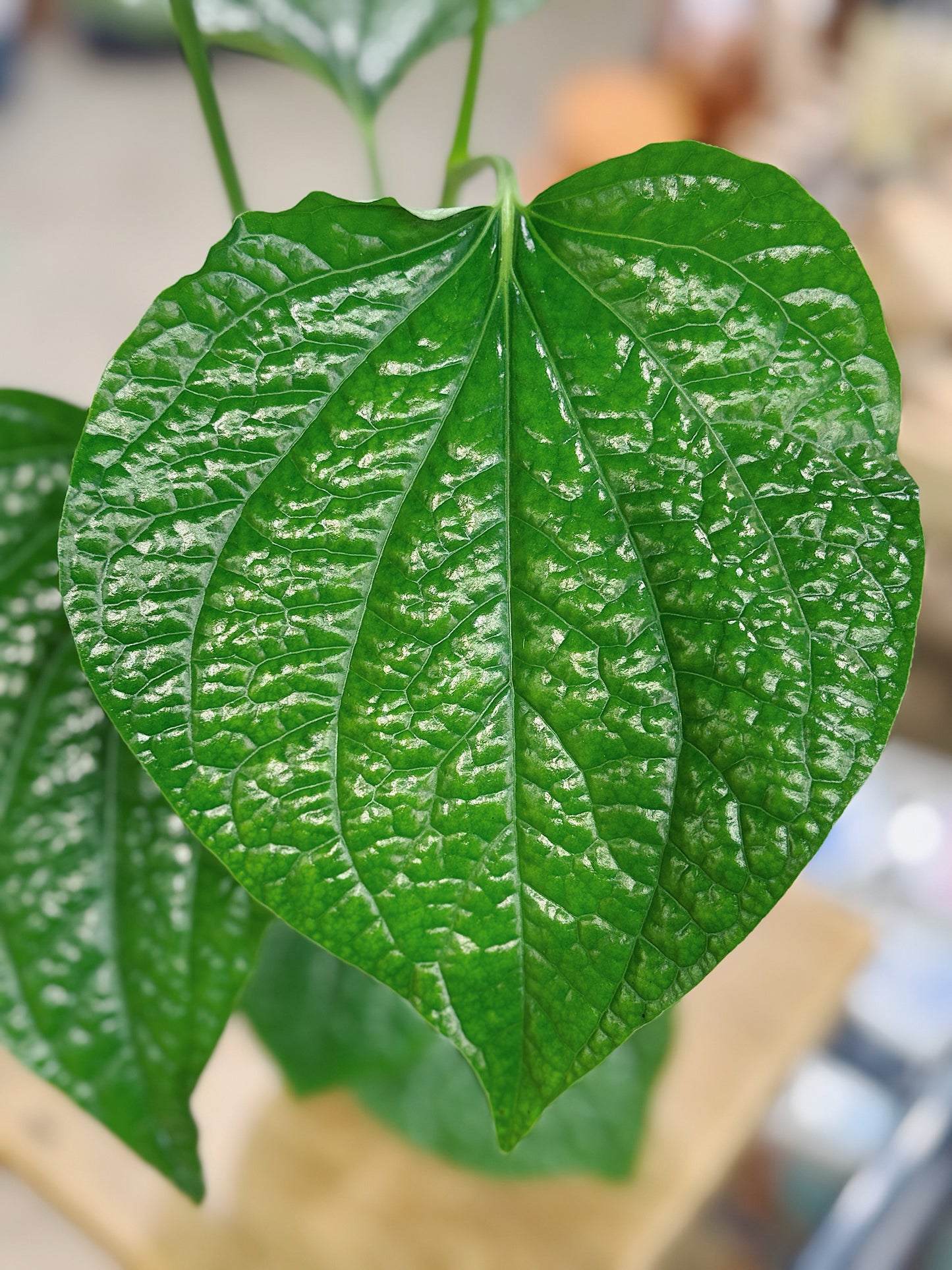 Wild Pepper | Piper sylvaticum