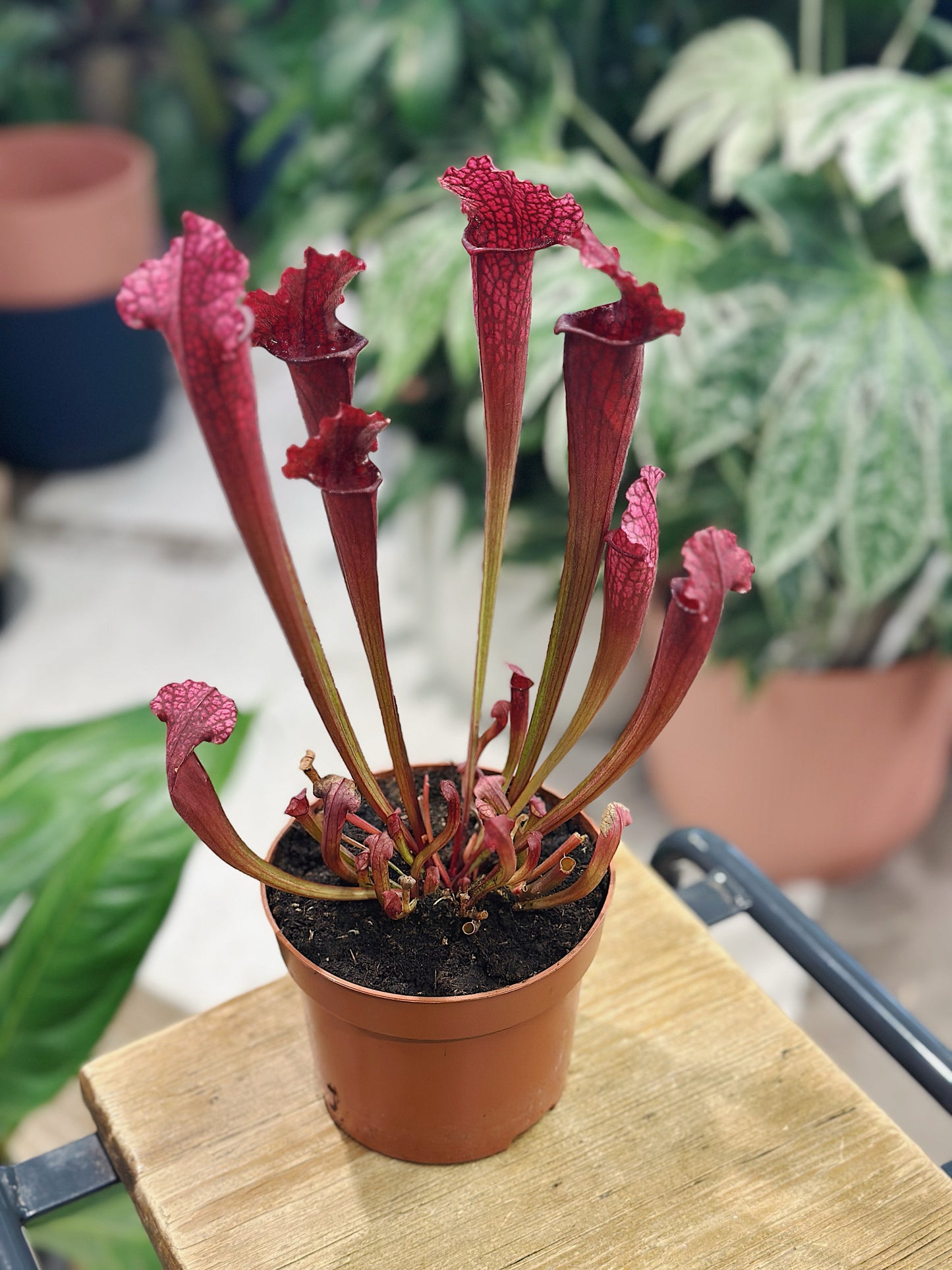 Pitcher Plant | Sarracenia 'Juthatip Soper'