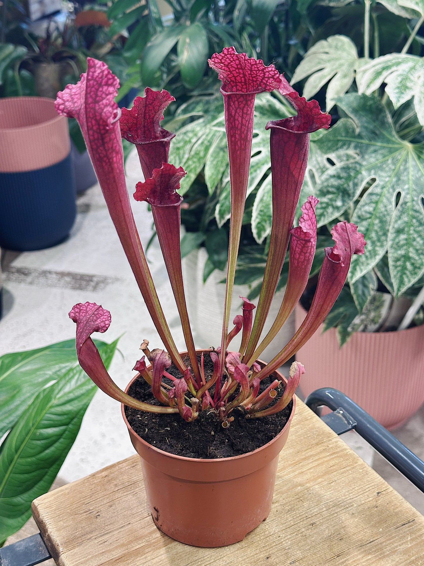 Pitcher Plant | Sarracenia 'Juthatip Soper'