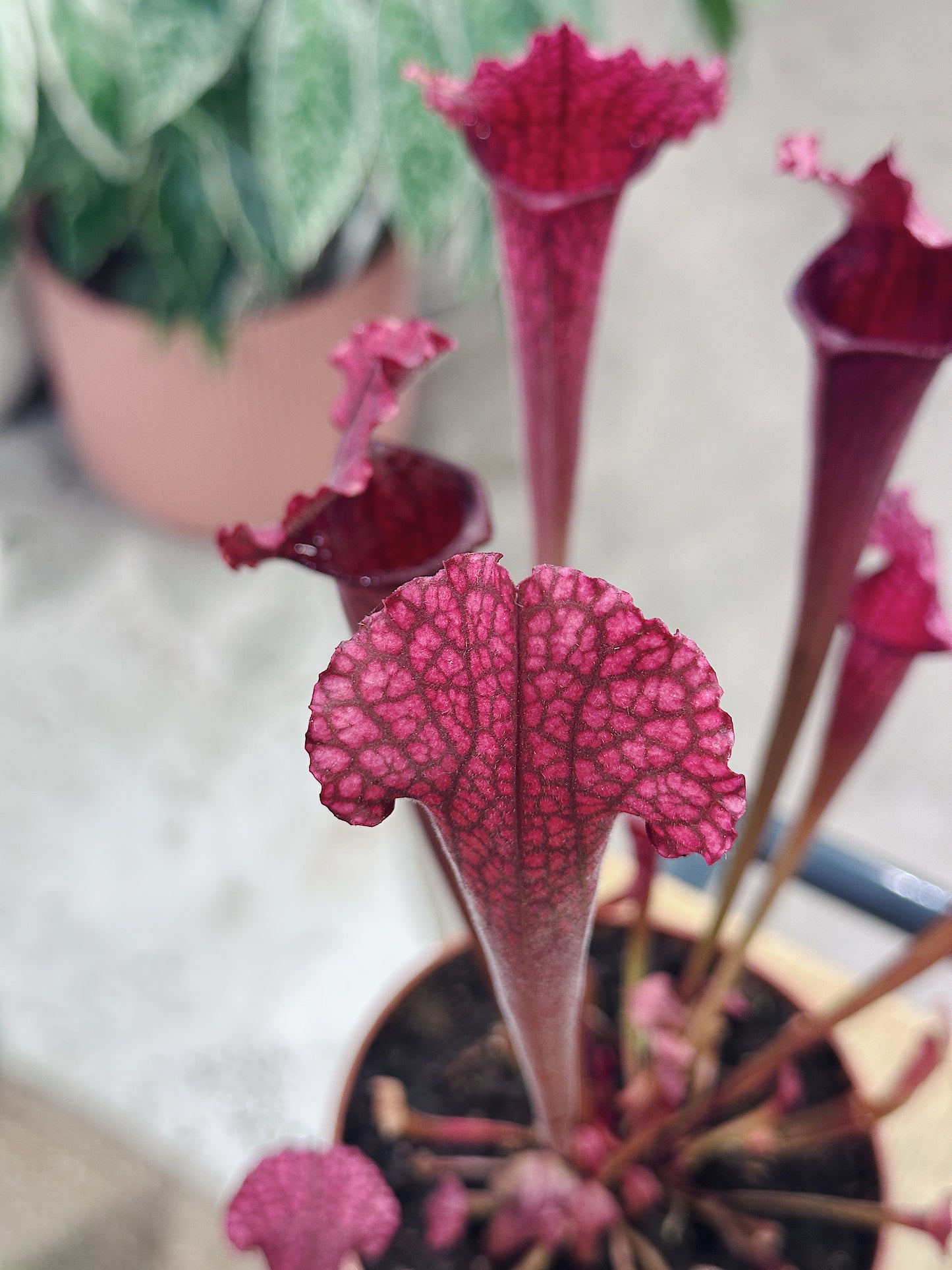 Pitcher Plant | Sarracenia 'Juthatip Soper'