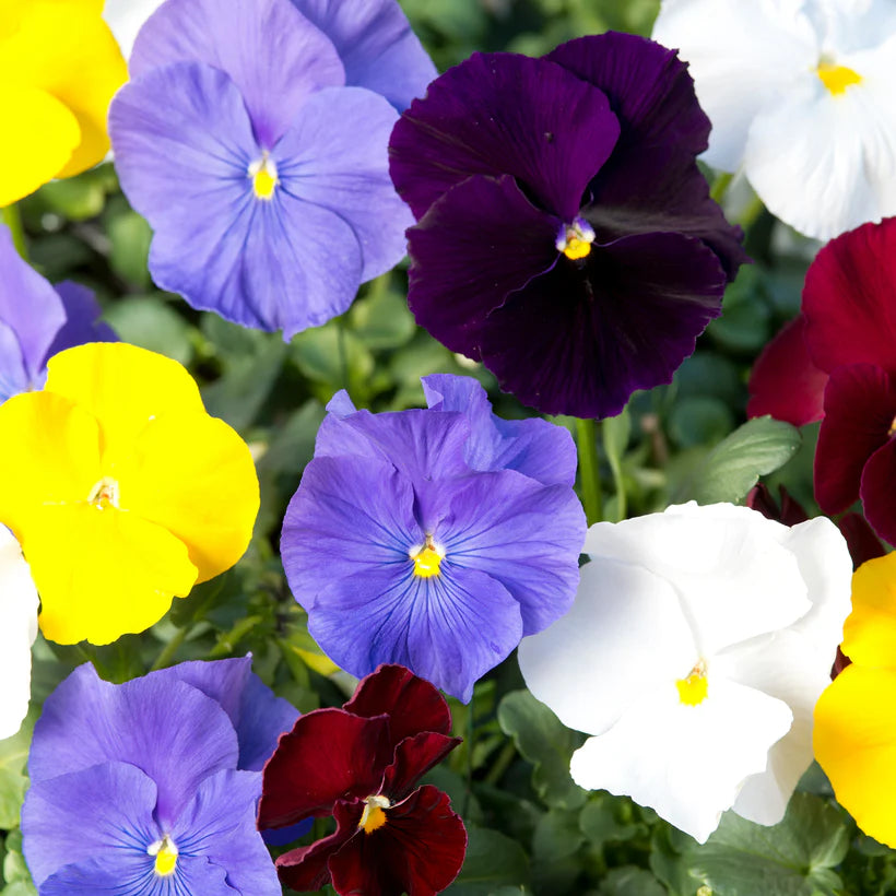 The Every Space Baking with Flowers seed collection with pansies, sweet William and Cornflower by Piccolo