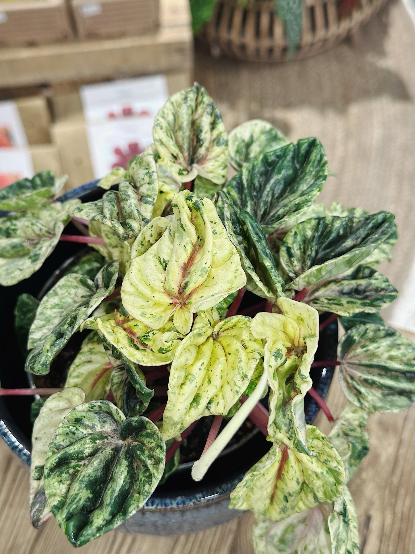 Peperomia caperata Buenos Aires