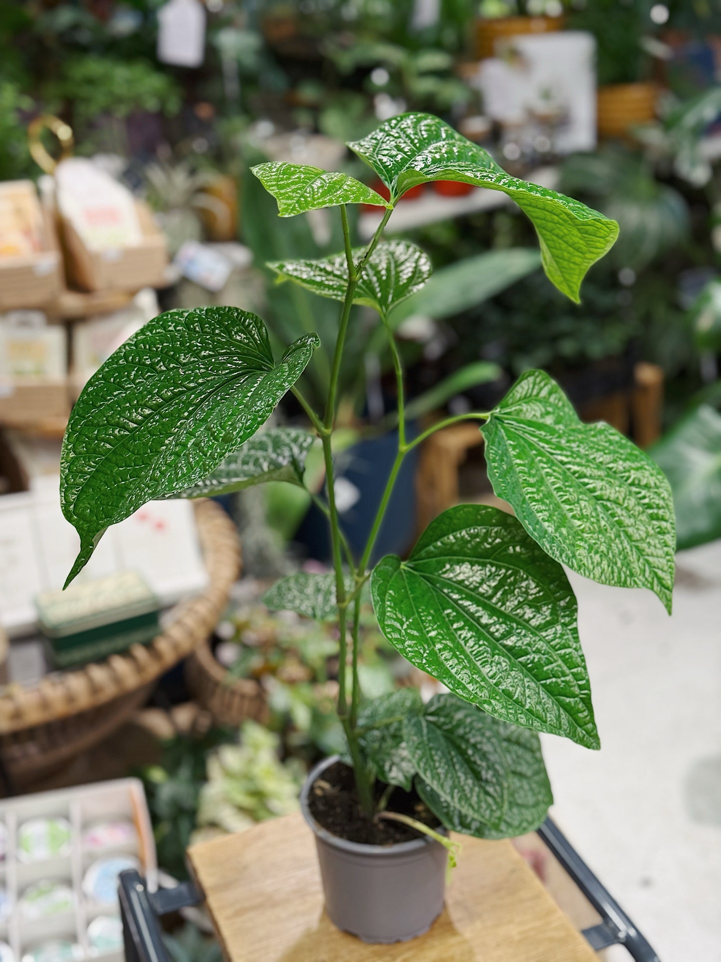 Wild Pepper | Piper sylvaticum