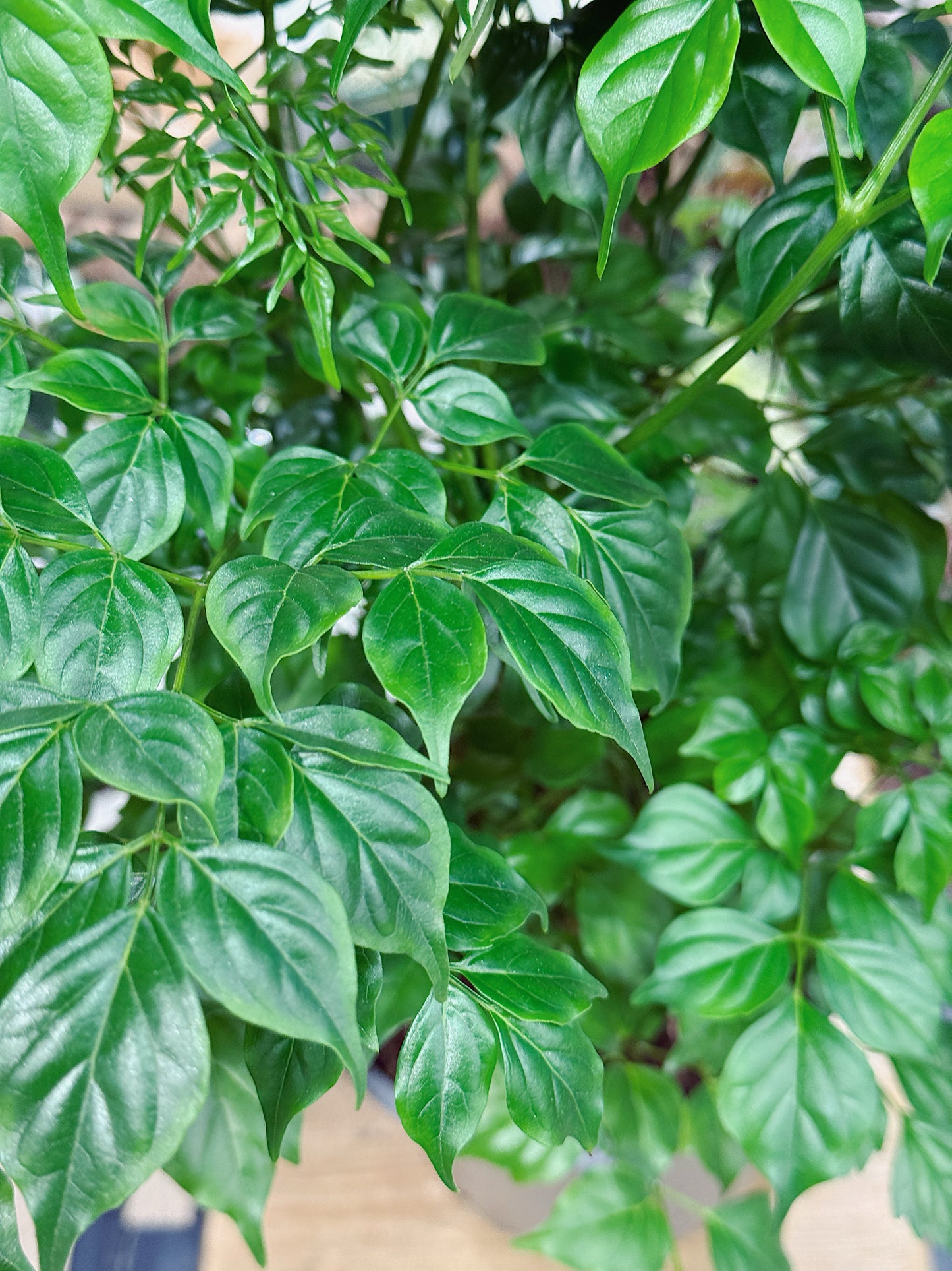 Asian Bell Tree | Radermachera sinica