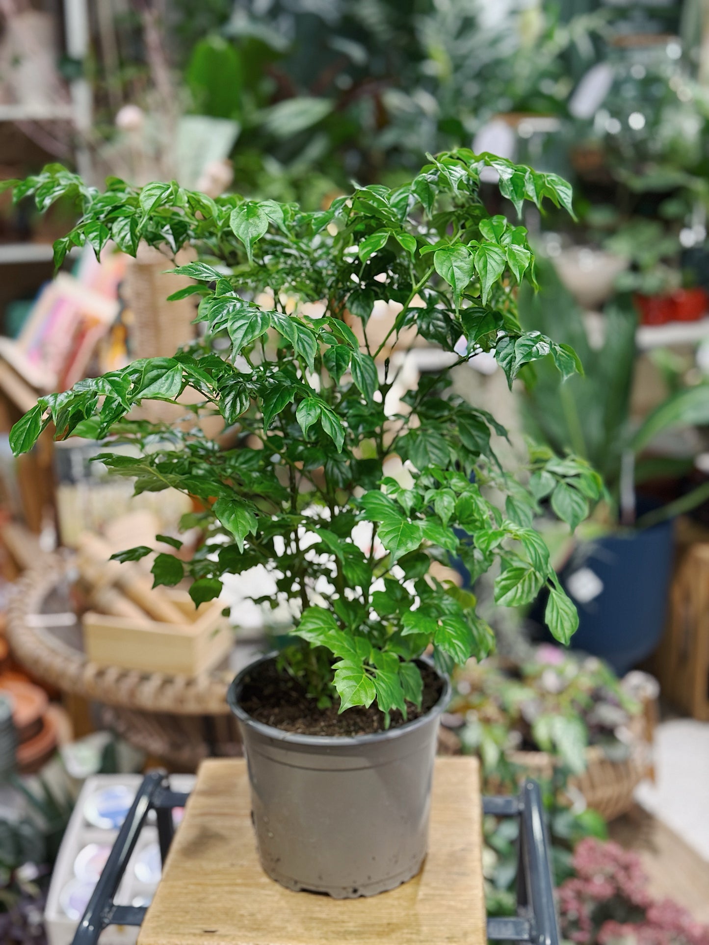 Asian Bell Tree | Radermachera sinica