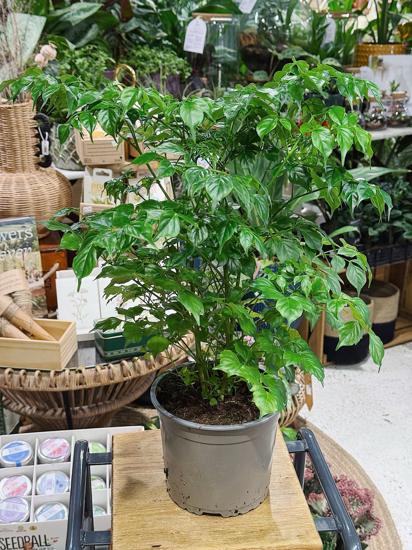 Asian Bell Tree | Radermachera sinica