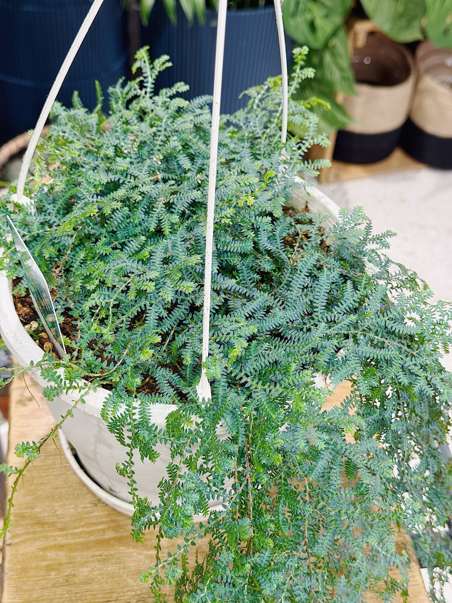 Spike Moss | Selaginella uncinata 'Peacock'