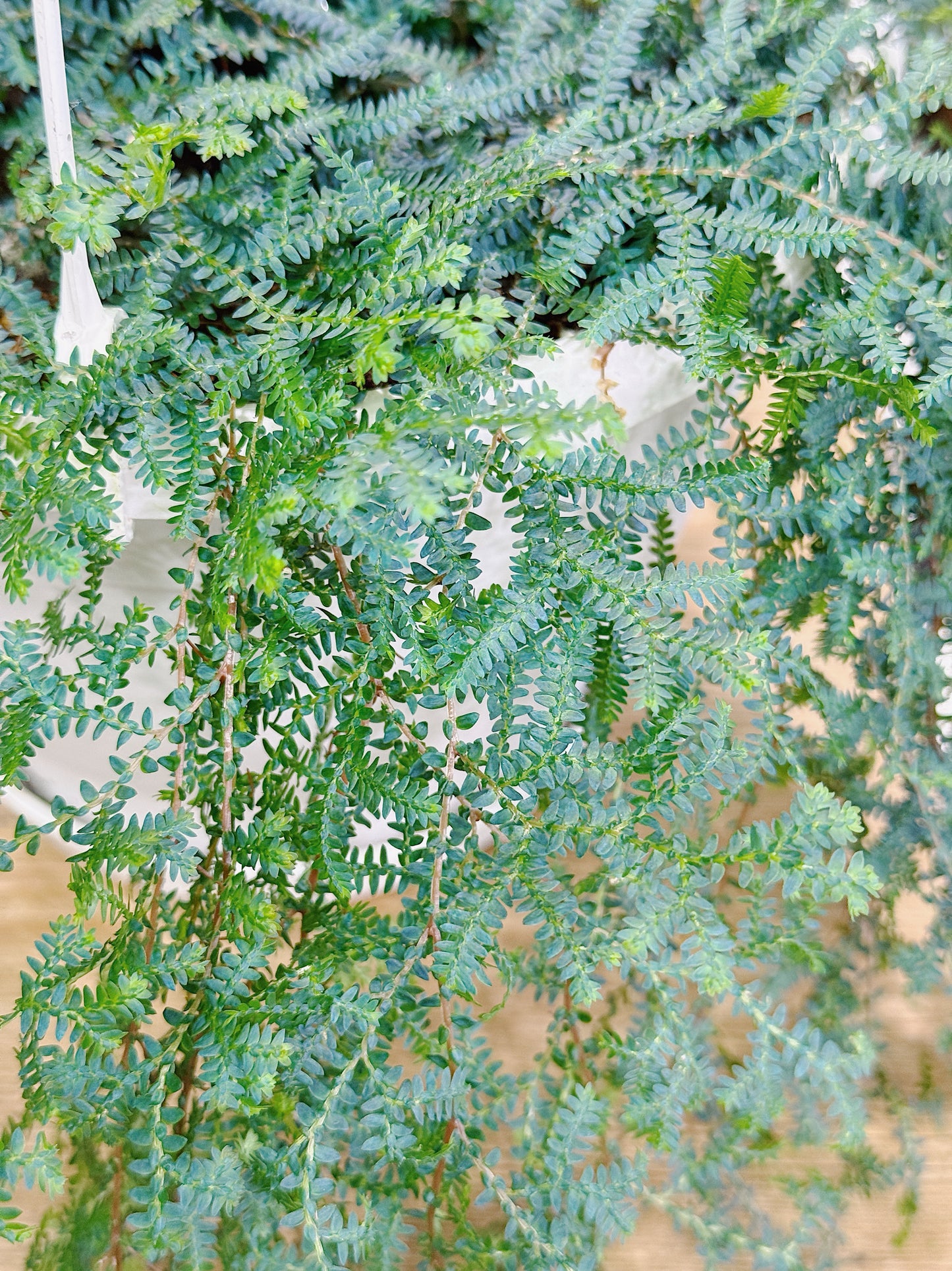 Spike Moss | Selaginella uncinata 'Peacock'