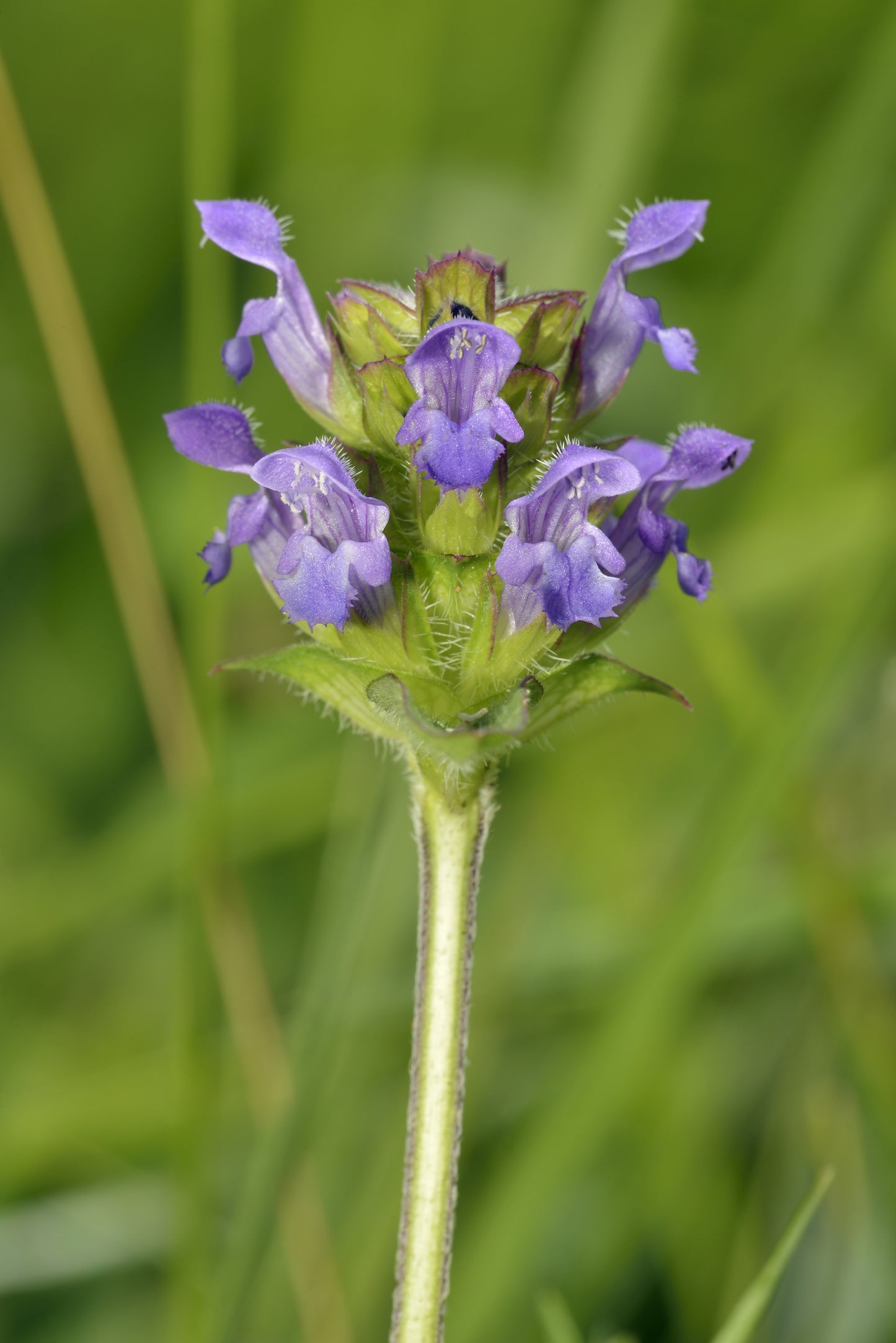 Sky Meadow Mix Seed Tin