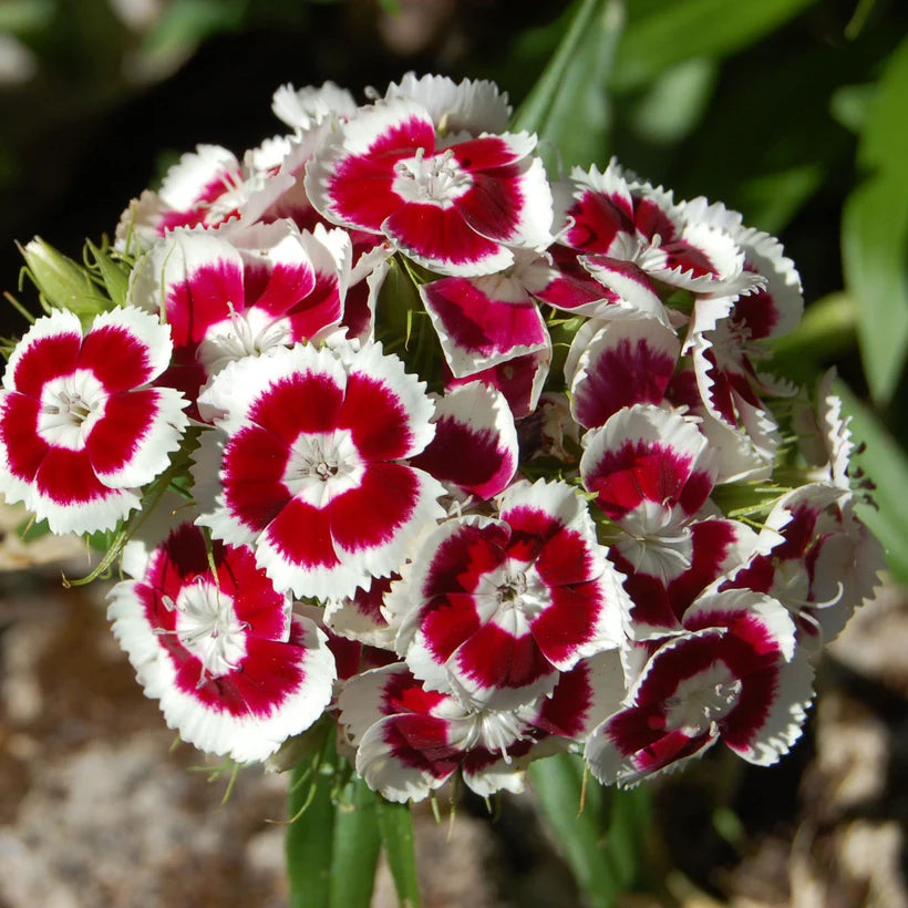 The Every Space Baking with Flowers seed collection with pansies, sweet William and Cornflower by Piccolo