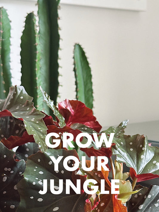 Grow Your Jungle Houseplant Subscription