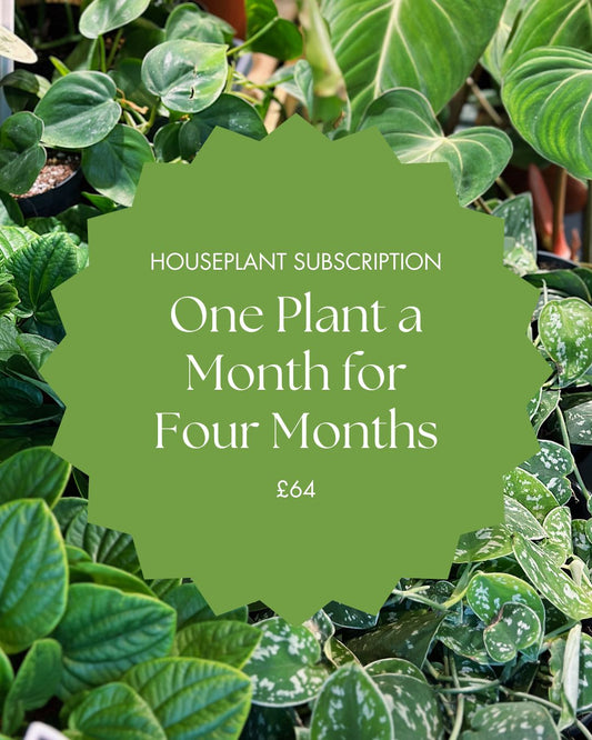 Houseplant Subscription | One Plant a Month For 4 Months