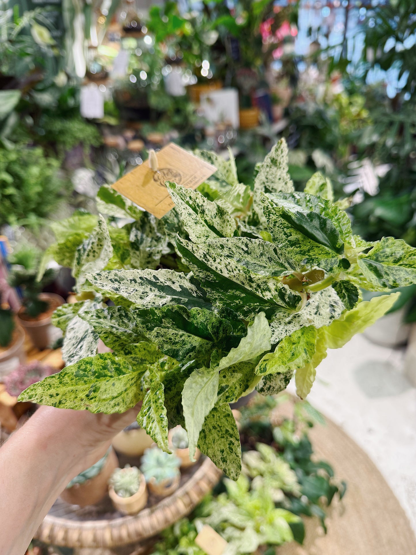 Watermelon Pellionia | Pellionia repens variegata