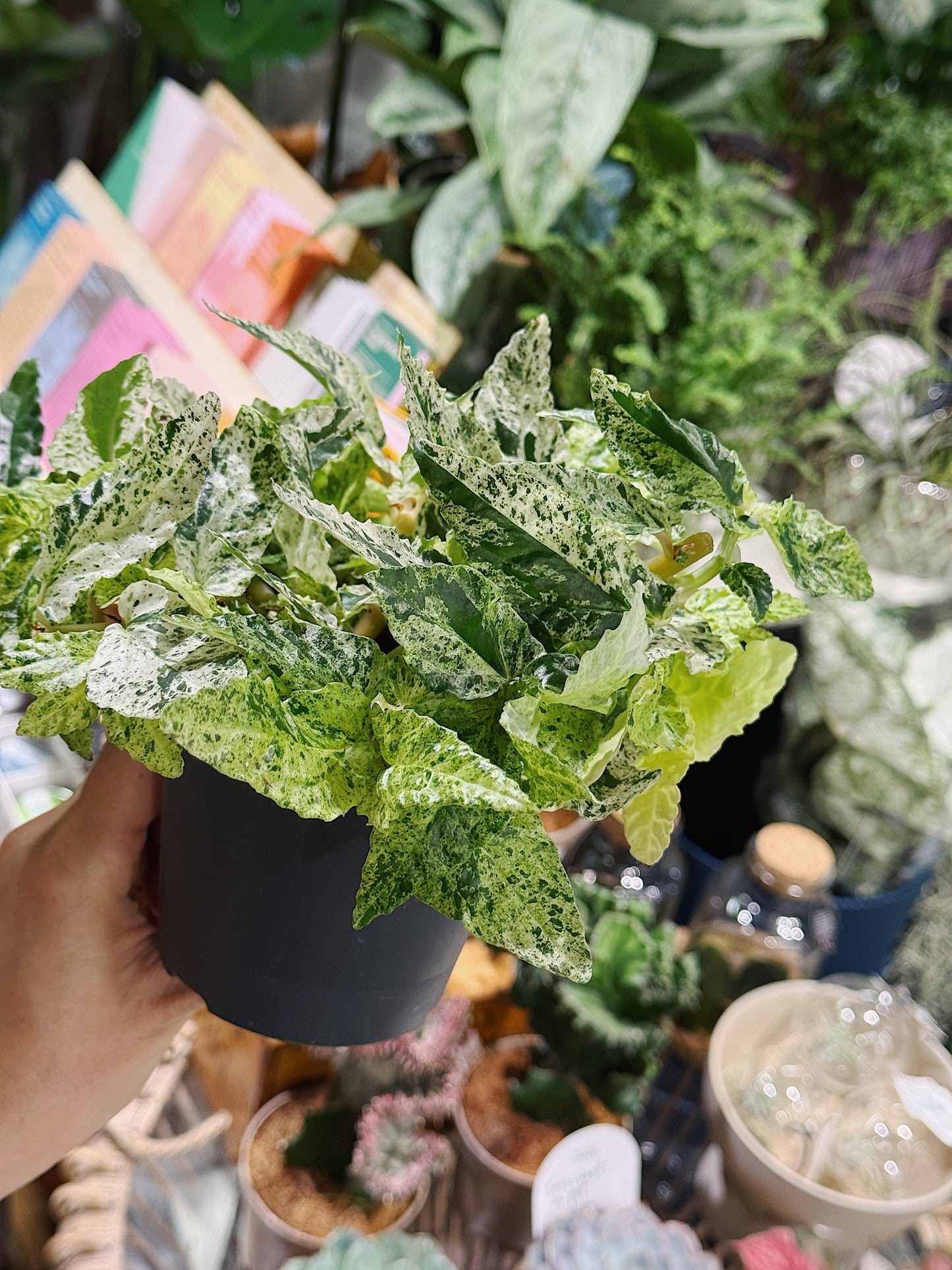 Watermelon Pellionia | Pellionia repens variegata