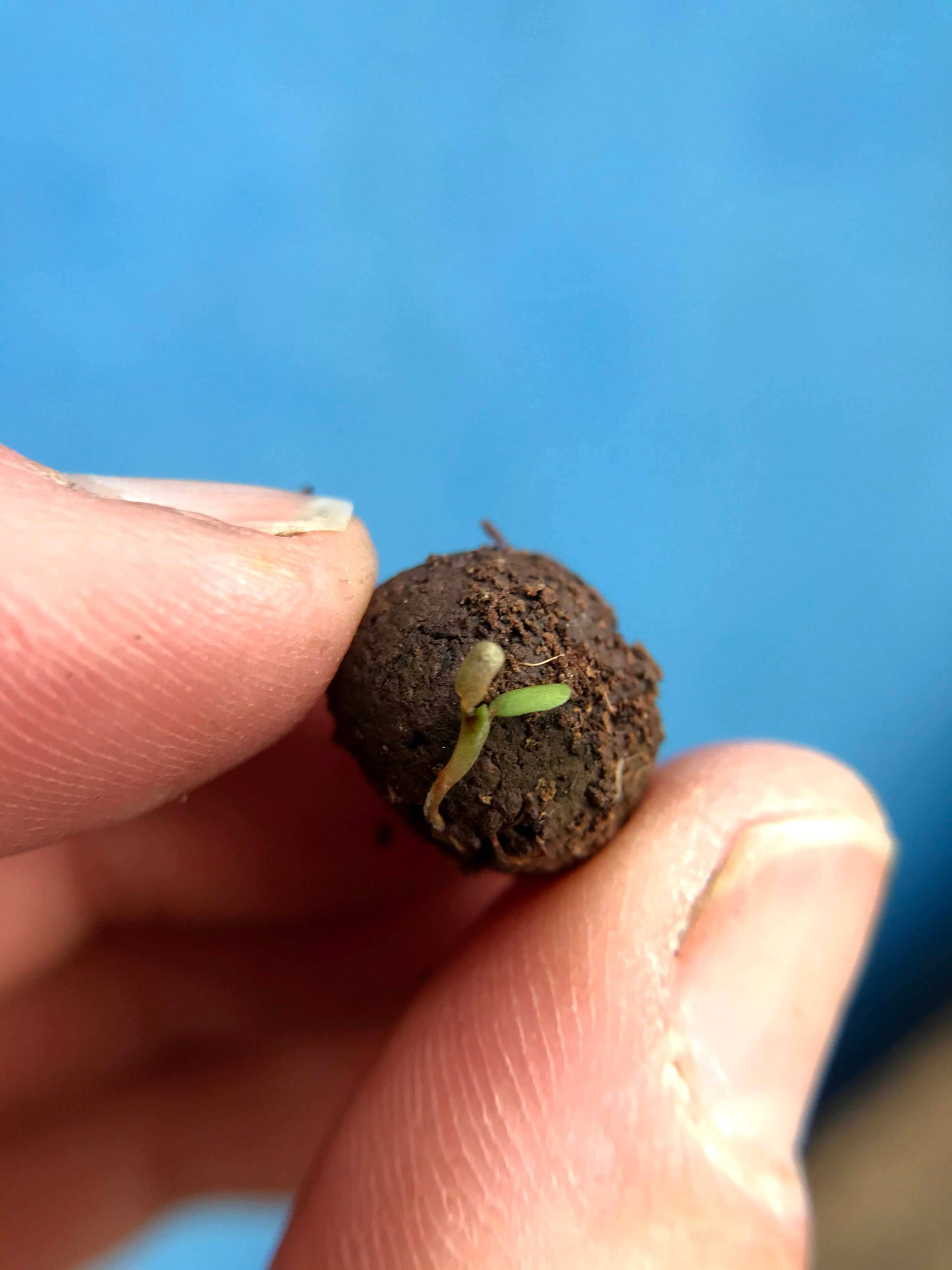 Bee Mix Seedball Tin